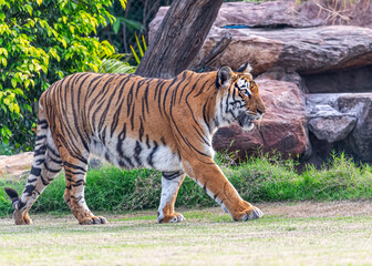 Fototapeta na wymiar A bengal tiger strolling on ground