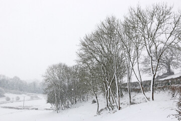 Trees in the winter with snow	