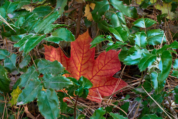 Leaves from a holly plant partially hide a red maple tree leaf along a forest path at the John A. Finch Arboretum in Spokane Washington.