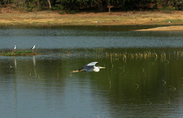 Naklejka na ściany i meble Gray heron in Yala National Park, Sri Lanka