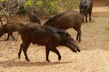 Indian boar in Yala National Park, Sri Lanka