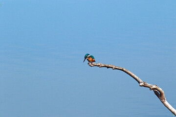 Common Kingfisher in Yala National Park, Sri Lanka - obrazy, fototapety, plakaty