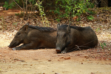 Indian boar in Yala National Park, Sri Lanka