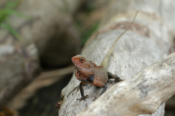 Oriental garden lizard, Weligama, Sri Lanka