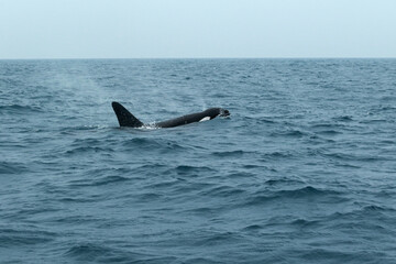Fototapeta premium Orca - Killer Whale in Indian Ocean near Sri Lanka 