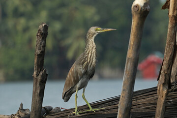 Indian pond heron, Hikkaduwa lake, Sri Lanka