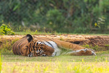 A Bengal Tiger sleeping on ground
