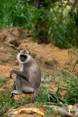 Monkey species Tufted gray langur (Semnopithecus priam) sitting next to trash pile on the way to Ravanna Falls, Ella, Sri Lanka