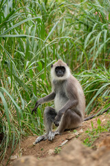 Monkey, Sri Lanka