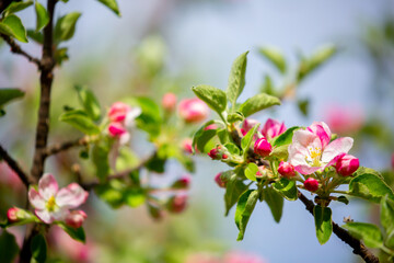 Fototapeta premium Spring cherry blossoms against a blue sky. Pink flowers spring landscape with blooming pink tree. Beautiful sakura garden on a sunny day. Beautiful concept of romance and love with delicate flowers.