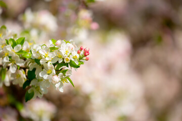Spring blooming sakura trees. Pink flowers Sakura Spring landscape with blooming pink tree. Beautiful sakura garden on a sunny day.Beautiful concept of romance and love with delicate flowers.
