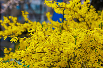 Yellow flowering Forsythia bush in spring. Selective focus. Background with copy space for text