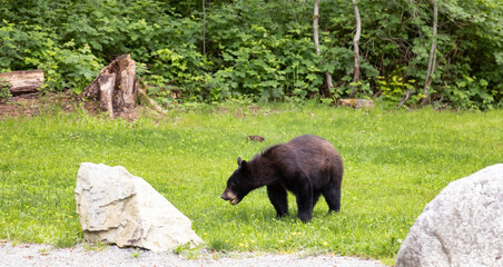 Black Bear in a city park. Spring Season. Minnekhada Regional Park, Coquitlam, Vancouver, British Columbia, Canada.