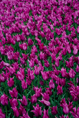 Naklejka premium Purple Tulips