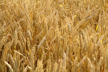 Wheat field on a summer day. Harvest period. Background of ripening ears of a wheat field and sunlight