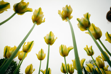 Yellow Tulips Blooming
