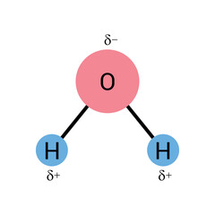 the polar covalent bonds of water molecules (H2O)