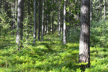 Blueberry plants and trees