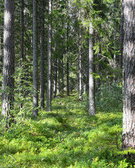 Finnish forest