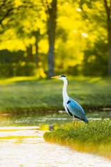 Gray heron welcomes the sunrise on the lake