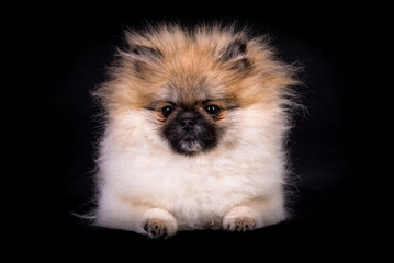 portrait of the Pomeranian Dog  - Pom