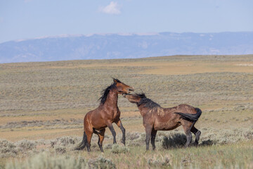 Wild Horse Stallions Fighting in the Wyomign Desert in Summer