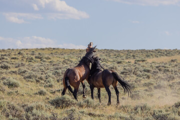 Wild Horse Stallions Fighting in the Wyomign Desert in Summer