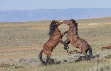 Wild Horse Stallions Fighting in the Wyomign Desert in Summer