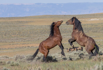 Wild Horse Stallions Fighting in the Wyomign Desert in Summer
