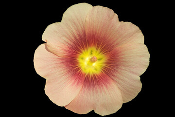 Alcea rosea hollyhock one pink flower isolated on black