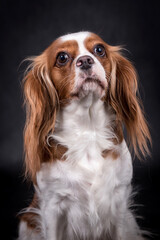 Portrait of the Cavalier king charles spaniel Dog