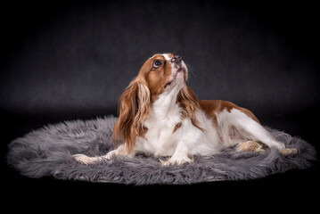 Portrait of the Cavalier king charles spaniel Dog
