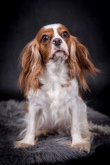 Portrait of the Cavalier king charles spaniel Dog