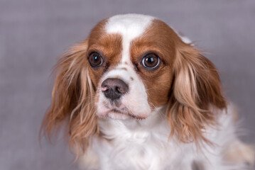 Portrait of the Cavalier king charles spaniel Dog