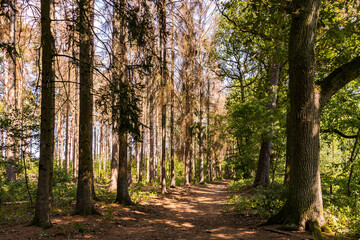 Fototapeta premium A forest path with damaged sick trees in the hot summer sun