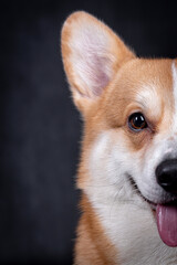 portrait of the Welsh Corgi Pembroke Dog