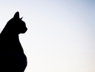silhouette of black cat on white background