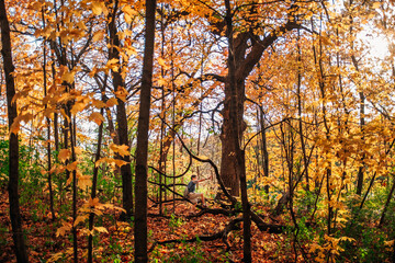 A young boy climbs trees in a forest full of yellow autumn foliage