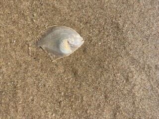 On the beach lies in the sand a flatfish with the belly side upwards