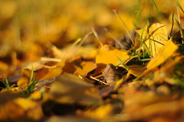 Złota, polska jesień. Żółte i czerwone liście, barwy jesieni. Golden autumn, yellow and red...