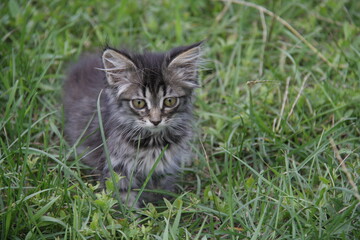 Naklejka na ściany i meble a kitten on the grass