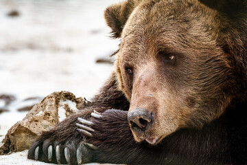 Big brown bear lies head resting on its paws with powerful claws. Portrait of sad bear. 