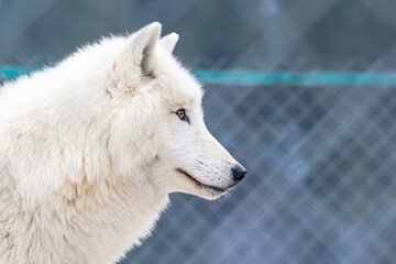 Obraz premium White arctic wolf looking. Portrait of Polar wolf with beautiful fur