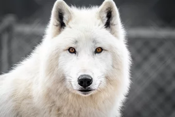 Stof per meter White arctic wolf looking. Portrait of Polar wolf with beautiful fur © seakitten
