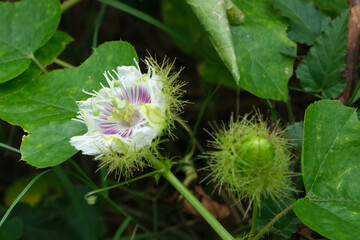 Passiflora foetida in the summer.