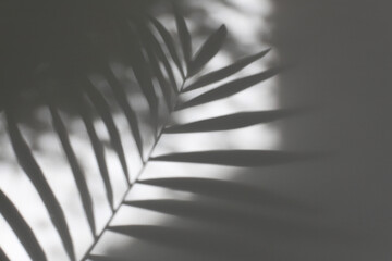 Palm leaf and soft focus gray grain texture black and white refraction wall. Light and shadow smoke abstract copy space background.
