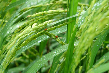 The insect attacks during the spikelet stage of the rice crop.