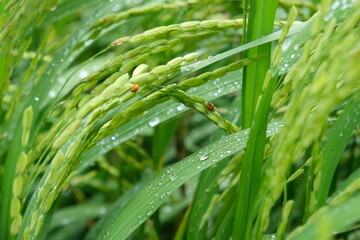 Fototapeta na wymiar The insect attacks during the spikelet stage of the rice crop.