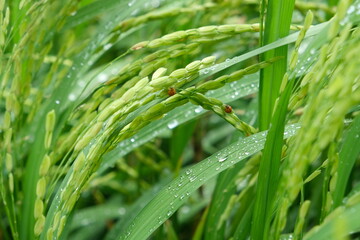 Fototapeta na wymiar The insect attacks during the spikelet stage of the rice crop.