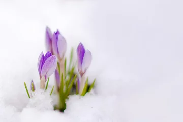 Fotobehang beautiful spring flowers crocuses spring break out from under the snow © Elena